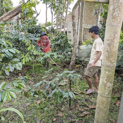 Indonesië Java Sindoro Double Fermented Filter - Limited Edition