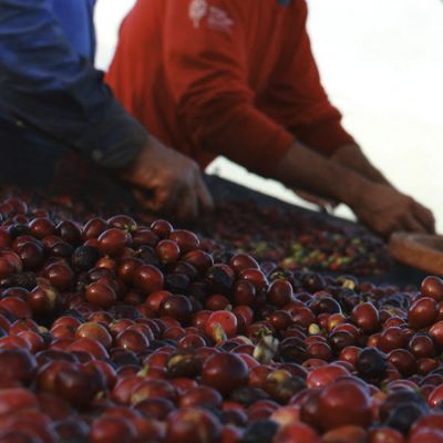Brazil Santos Espresso