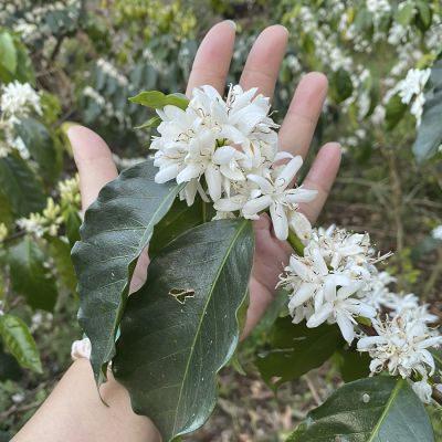 Colombia Santander Organic Espresso