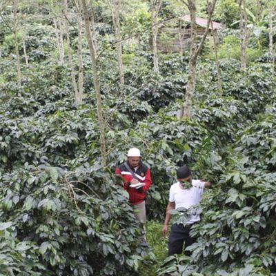 Indonesië Sumatra Organic Buana Mandiri Espresso