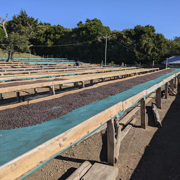 Panama Duncan Lot 3234 - Filter - Limited Edition