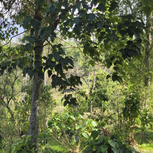 Ethiopië Dimtu Hambela Organic Filter - Limited Edition