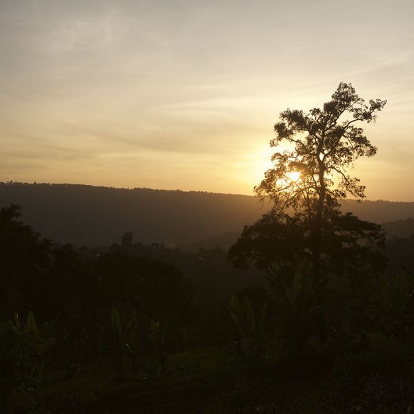 Ethiopië Dimtu Hambela Organic Espresso - Limited Edition