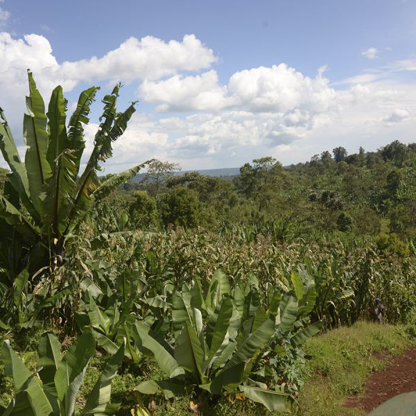 Ethiopië Sasaba Espresso - Limited Edition