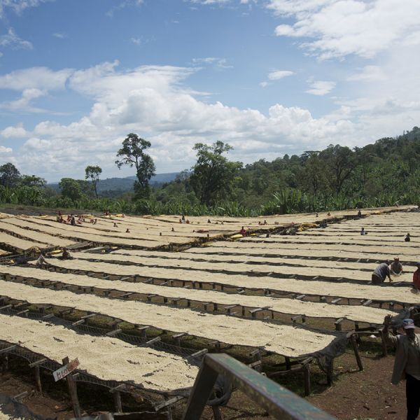 Ethiopië Sasaba Espresso - Limited Edition