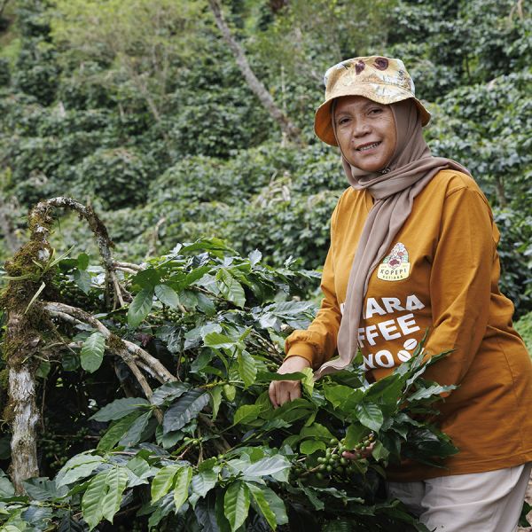 Indonesië Sumatra Ketiara Espresso