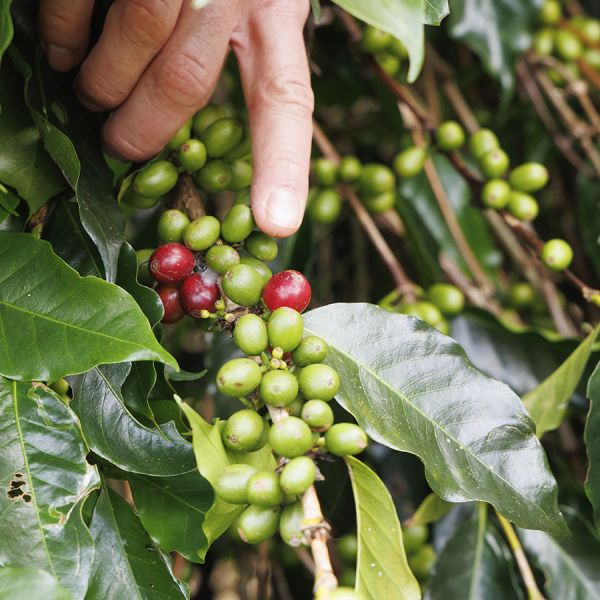 Indonesië Sumatra Ketiara Filter