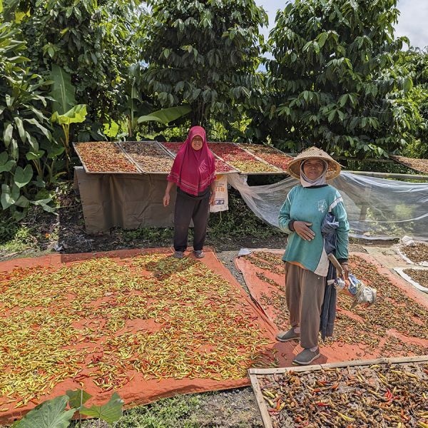 Indonesië Java Sindoro Double Fermented Filter - Limited Edition