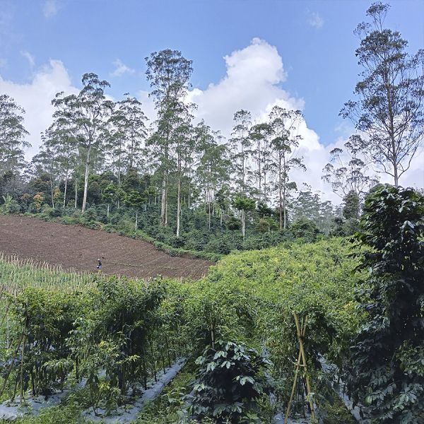 Indonesië Java Sunda Tilu Natural Filter - Limited Edition