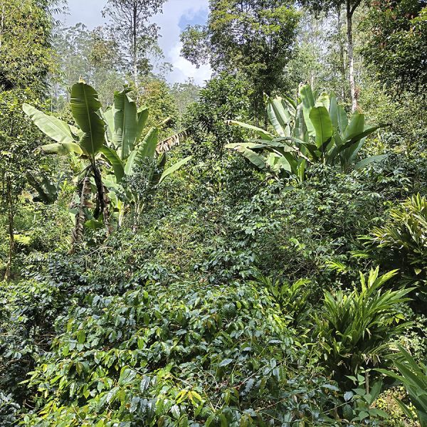 Indonesië Java Sunda Tilu Natural Espresso - Limited Edition