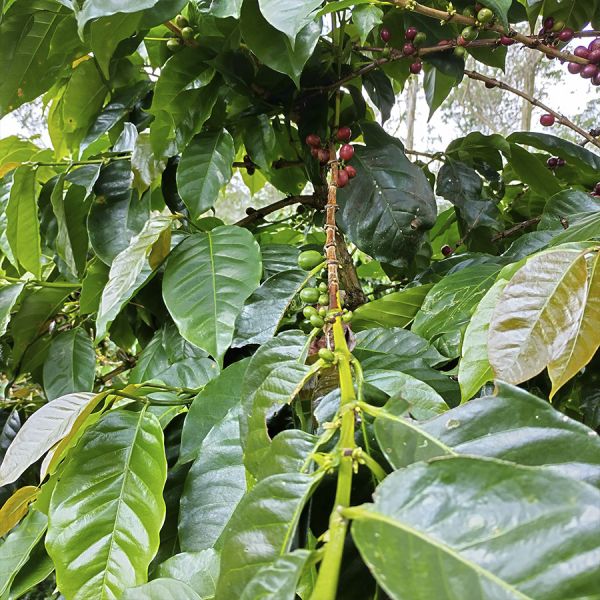 Indonesië Java Sunda Tilu Natural Espresso - Limited Edition