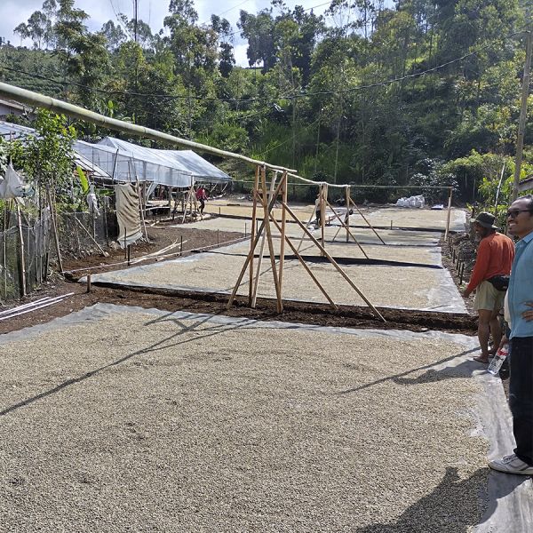 Indonesië Java Sunda Tilu Natural Espresso - Limited Edition