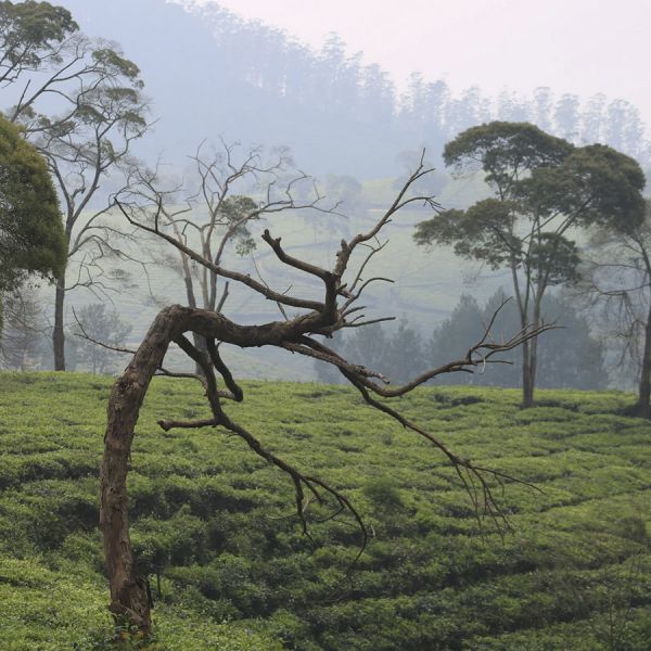 Indonesië Java Sunda Tilu Honey Espresso - Limited Edition