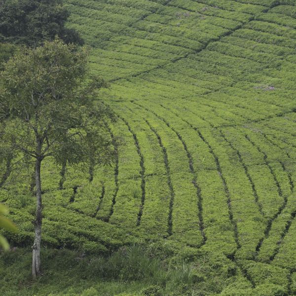 Indonesië Java Sunda Tilu Honey Filter - Limited Edition