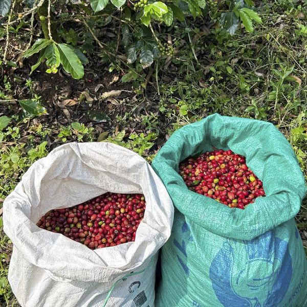 Indonesië Java Sunda Tilu Honey Filter - Limited Edition