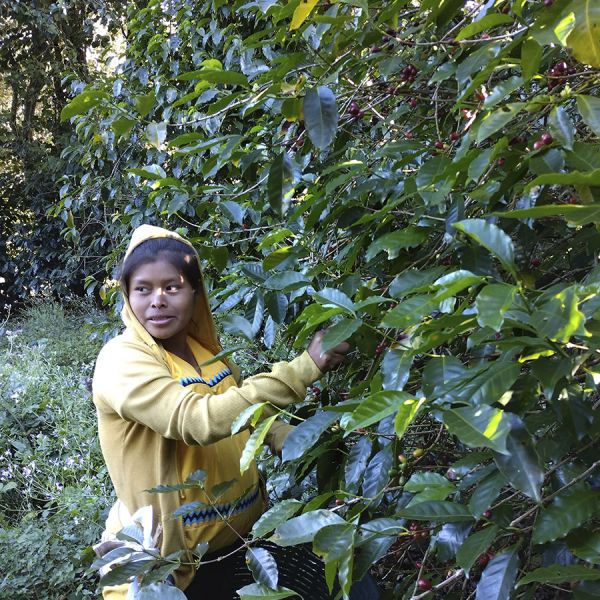 Panama Las Brujas Geisha Filter - Ultra Limited Edition