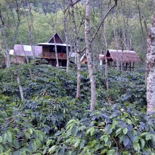 Indonesië Sumatra Organic Buana Mandiri Espresso