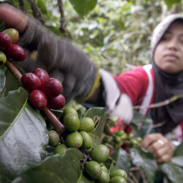 Indonesië Sumatra Organic Buana Mandiri Espresso