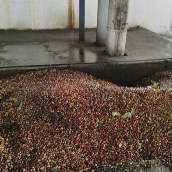 Indonesië Sumatra Organic Buana Mandiri Espresso