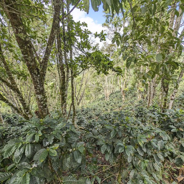 Panama Hartmann Natural Lot 33 - Limited Edition - Espresso