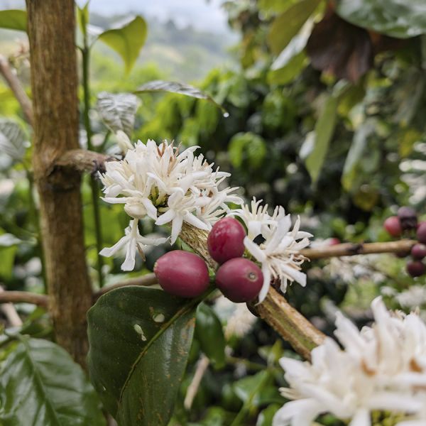 Panama Hartmann Natural Lot 33 - Limited Edition - Espresso