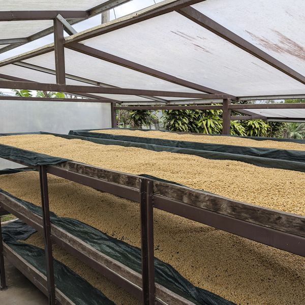 Panama Hartmann Natural Lot 33 - Limited Edition - Filter