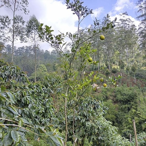 *NIEUW - Indonesië Java Sindoro & Sunda Tilu Espresso