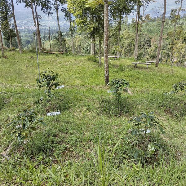 *NIEUW - Indonesië Java Sindoro & Sunda Tilu Espresso