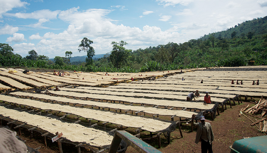 Ethiopië: de roots van koffie