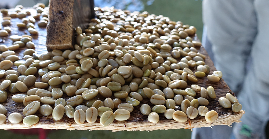 Koffie verwerkingsmethodes